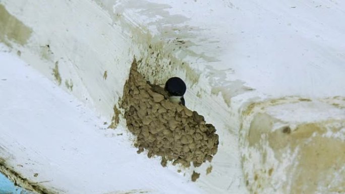 燕子在房屋的墙壁上，在屋顶下建造了一个粘土巢