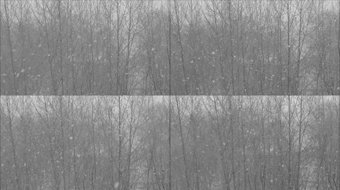 冬季天气-森林中的暴风雪