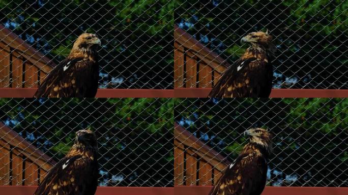 草原鹰 (鸟) 静静地坐在动物园的围栏里。鹰吃了，所以他静静地坐着环顾四周。