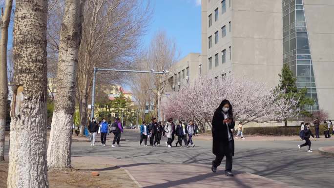 大学校园春季学生下课山杏树开花