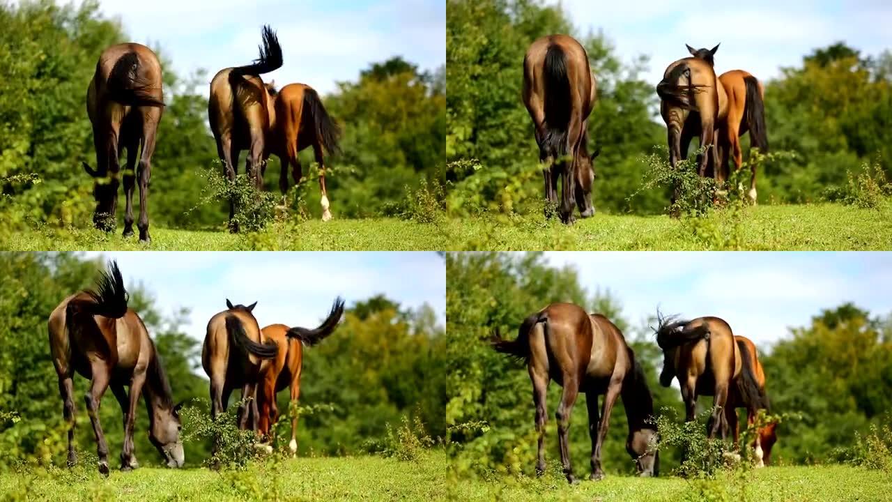 马在草地上行走