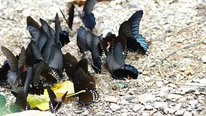 蝴蝶在大自然中丰富多彩的幻灯片拍摄。