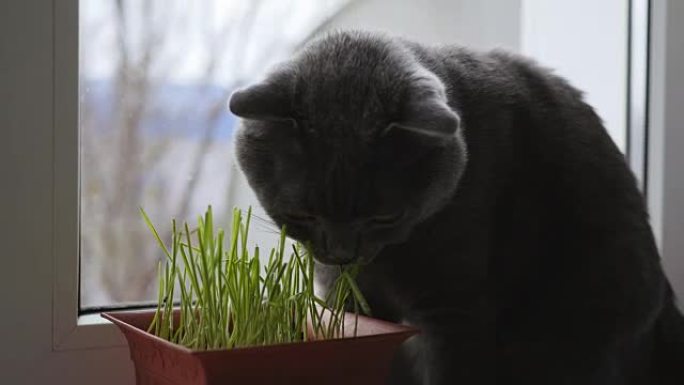 一只吃着鲜草的宠物猫，英国种猫