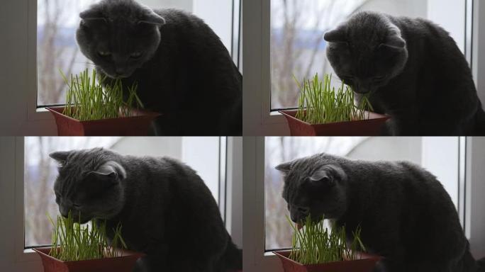 一只吃着鲜草的宠物猫，英国种猫