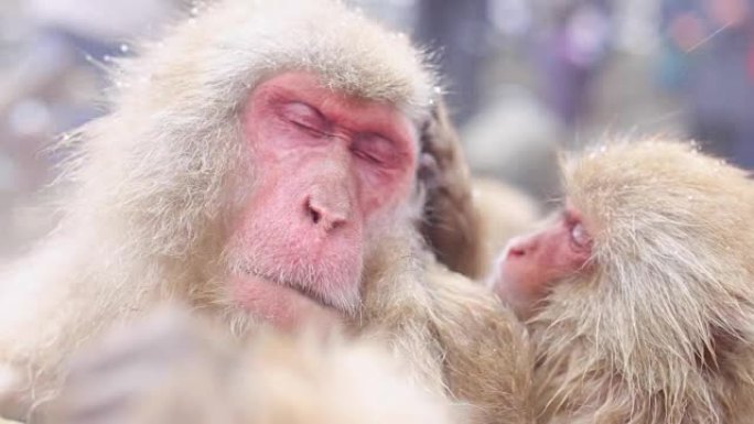 雪猴日本猕猴在日本长野温泉中沐浴