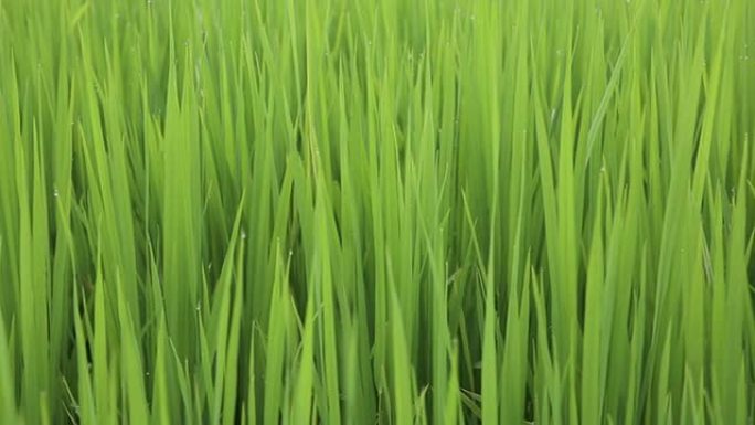 稻秆在风中摇曳的绿野，高清视频