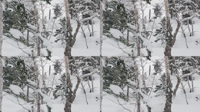 滑雪板跑滑雪森林山地雪地空气快速穿越树木