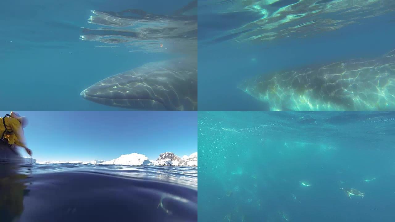 小须鲸在水下游泳