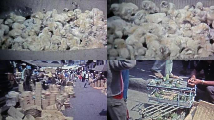 1974: 活鸡，篮子，笼中的异国鹦鹉鸟市场。