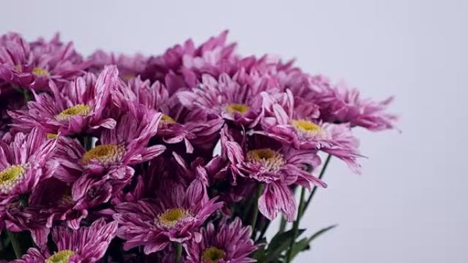 特写，鲜花，花束，白色背景上的旋转，花卉组成由紫色菊花saba组成