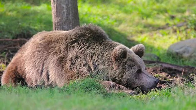 大棕熊在森林中休息