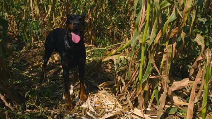 杜宾犬站在玉米田里流口水的电影