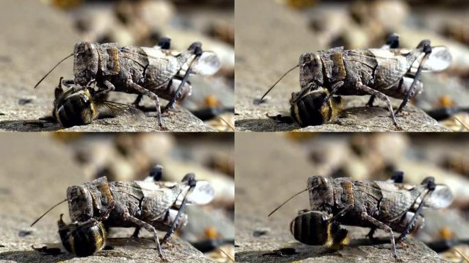 蚱hopper吃蜜蜂的遗骸