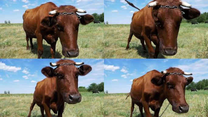 灰牛在草地上吃草，闻到天空背景上的相机。慢动作