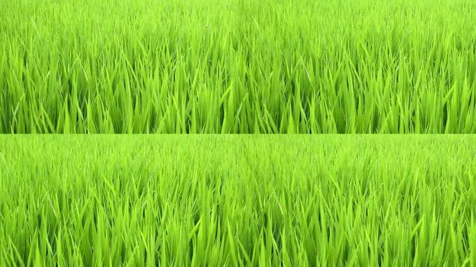 麦田。在绿色的麦田里用水滴拍摄模糊的草背景。