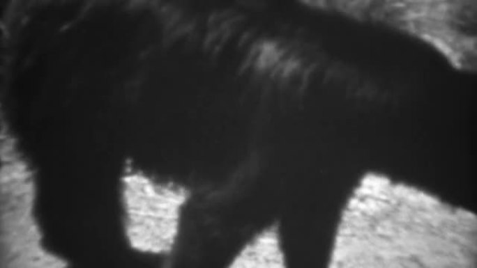 1937: 妇女手喂野生黑熊动物路边特写。
