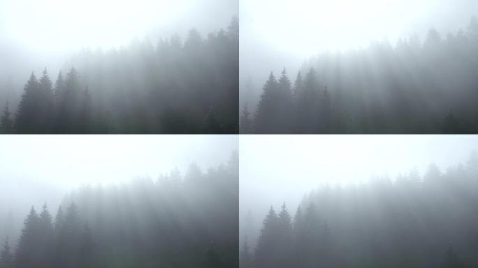 雾林时间圈rauis