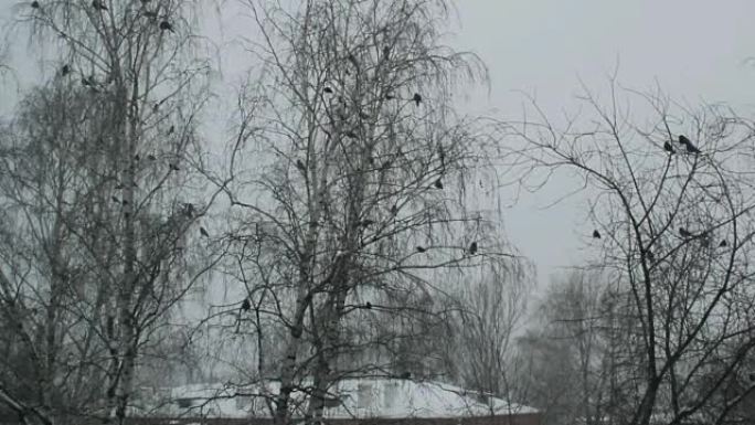 乌鸦在冬季俄罗斯地区起飞