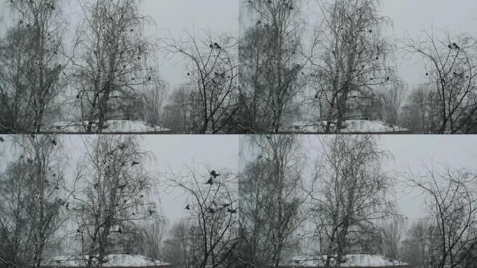 乌鸦在冬季俄罗斯地区起飞