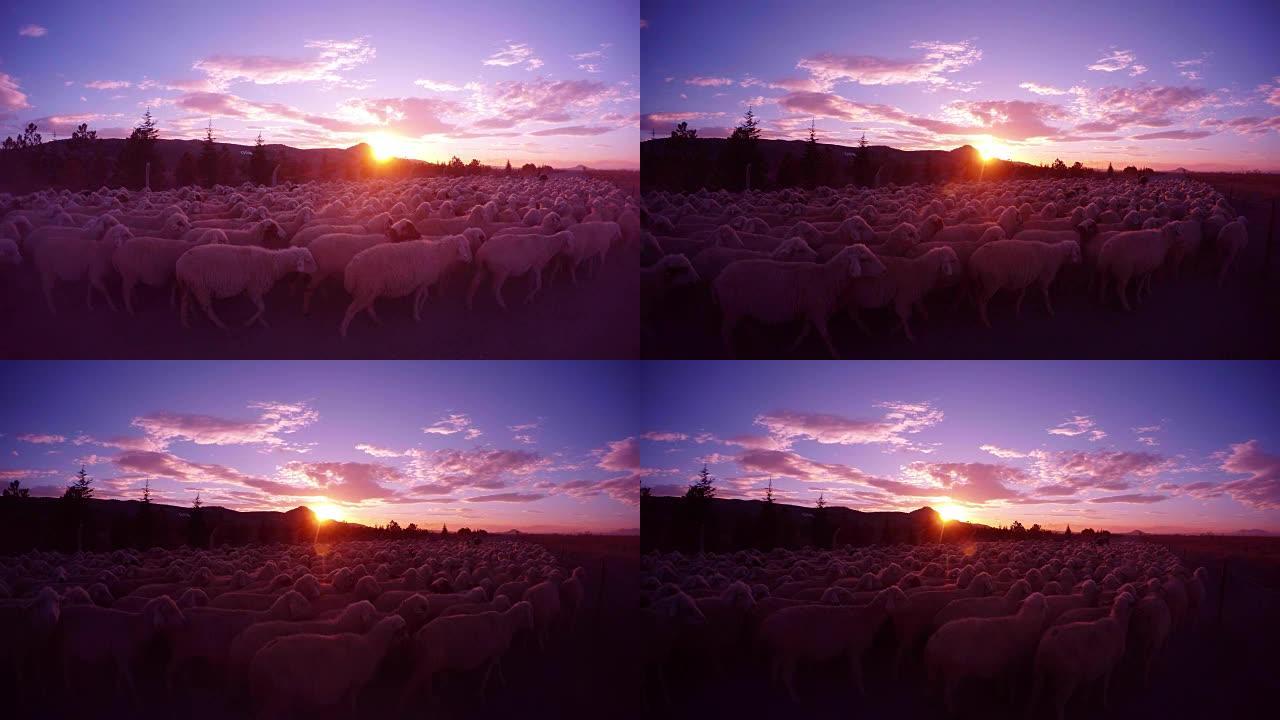 傍晚的太阳前，很多羊挤在路上，后视图