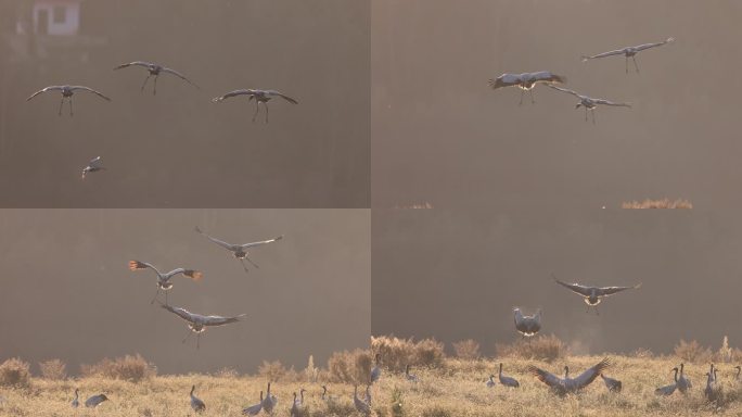 黑颈鹤逆光飞行的慢动作