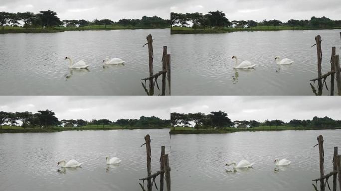 湖上的两只白天鹅
