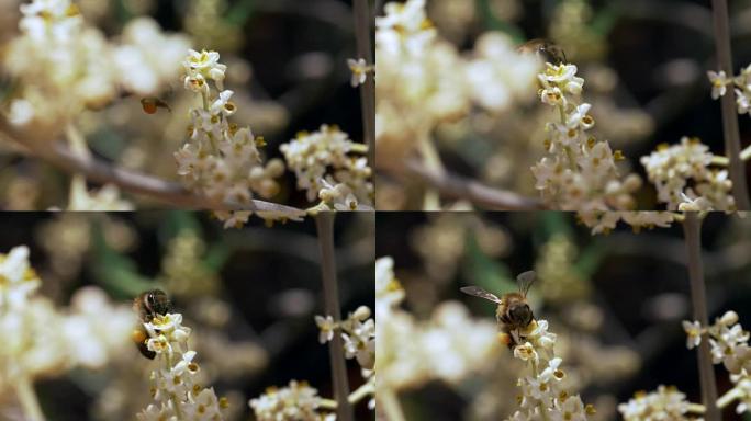 蜂花dop慢动作