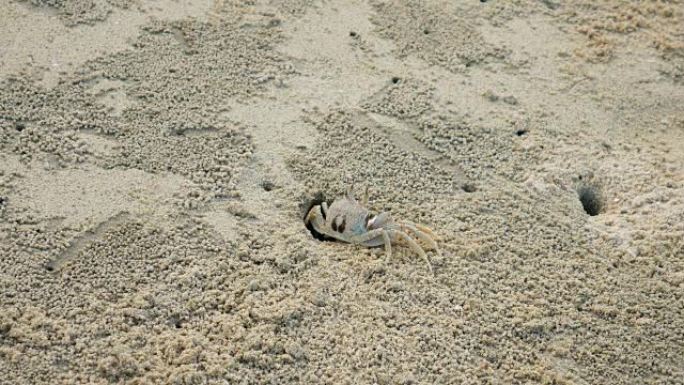 沙滩上的螃蟹造洞