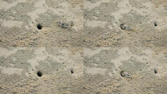 沙滩上的螃蟹造洞