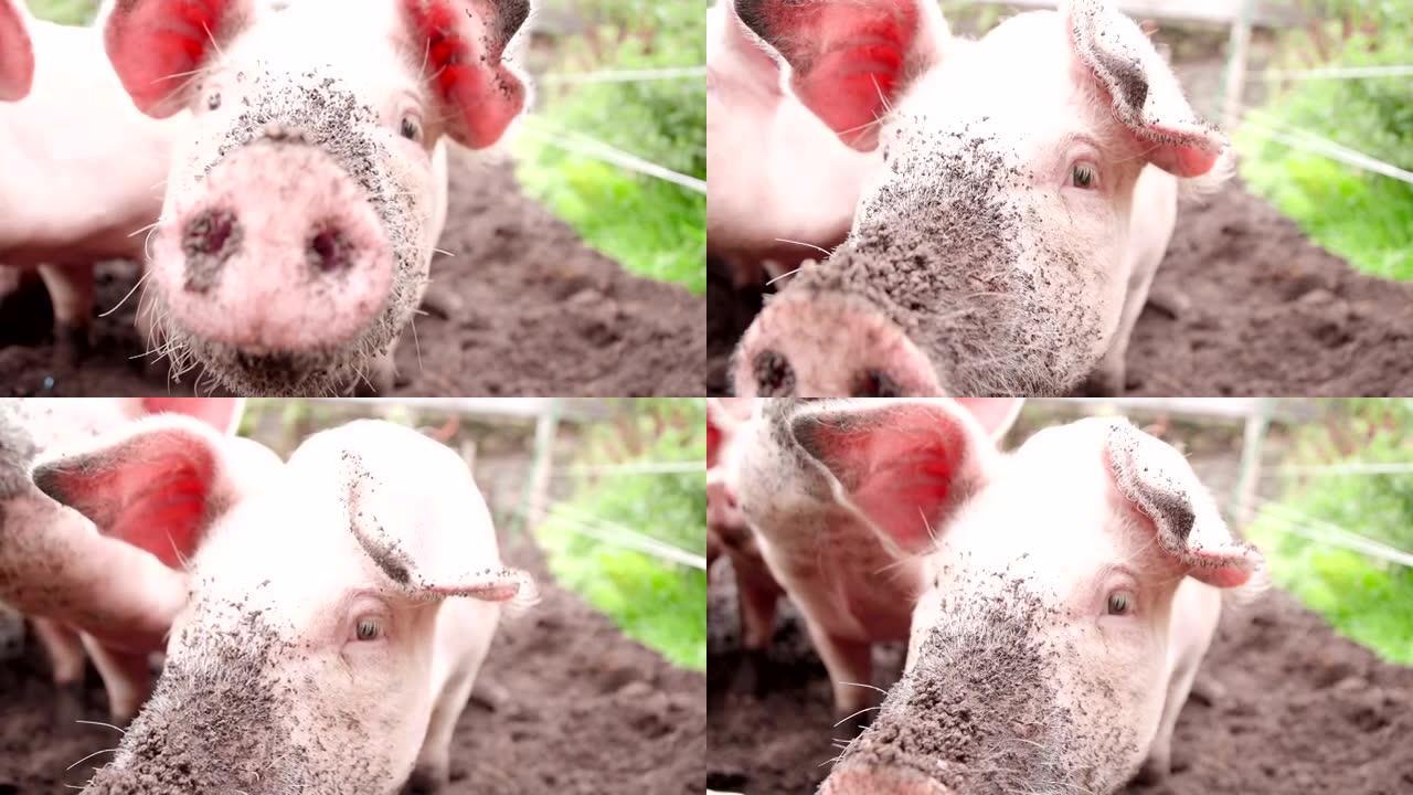 有机猪在泥土中鼻烟生根