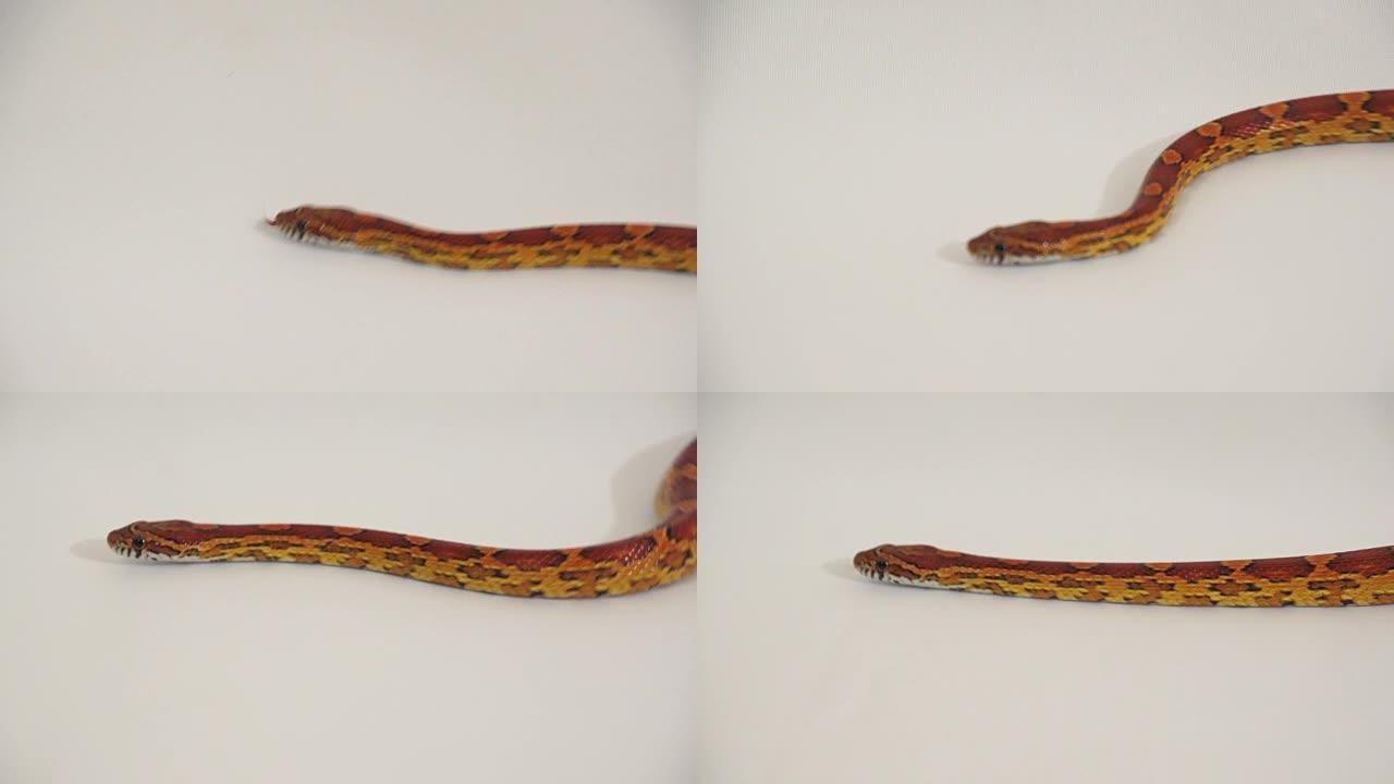 玉米蛇4