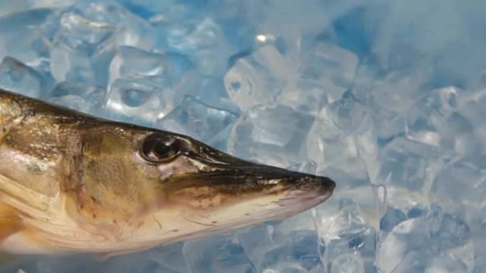 鱼在转盘上的冰上梭鱼。