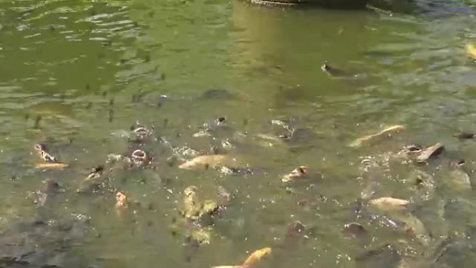 池塘里有许多鱼在喂食食物。