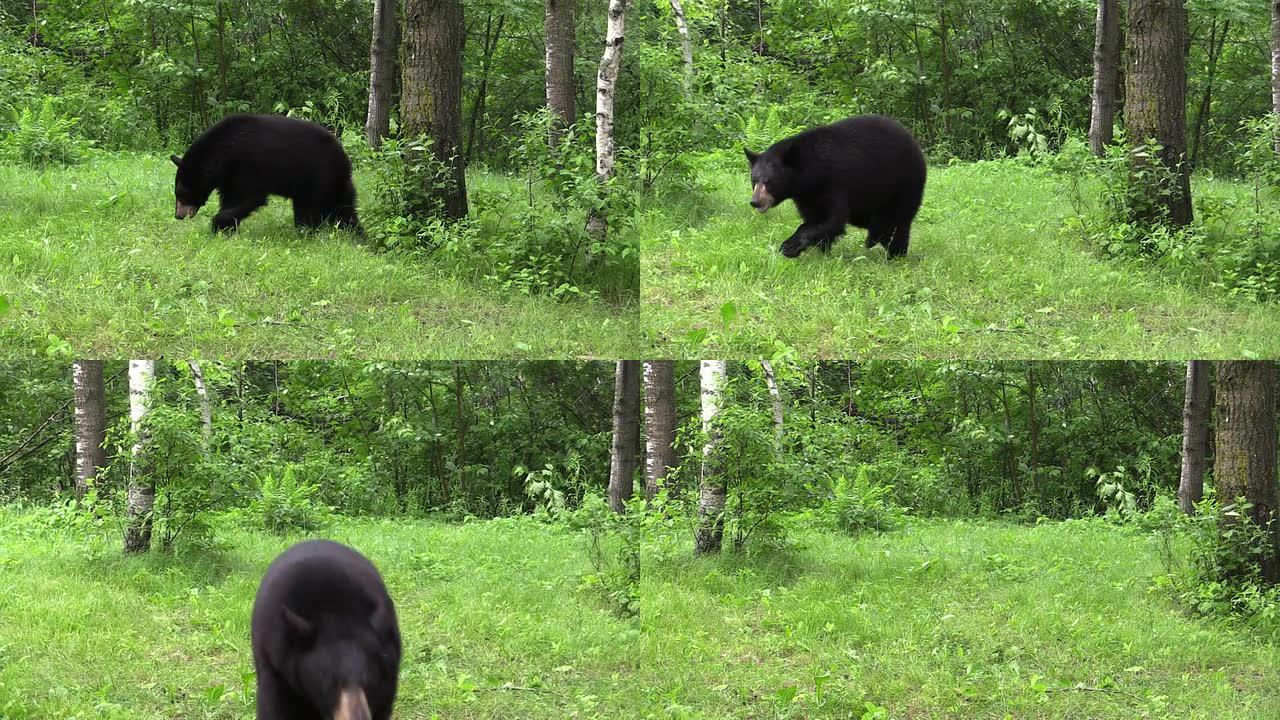 美国黑熊为相机充电