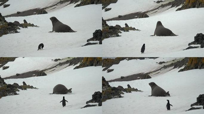 雌性南极象海豹