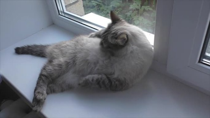 猫在窗台上洗
