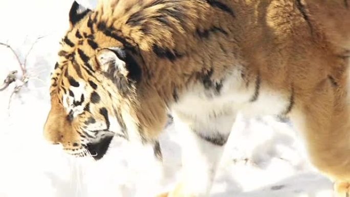 美丽的西伯利亚虎在雪地上行走