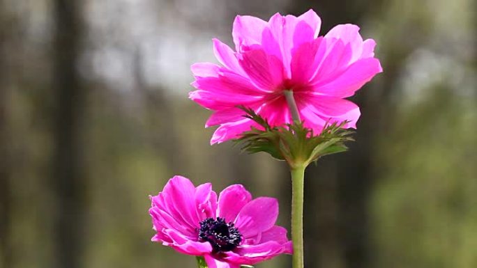 粉色海葵花