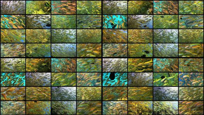 充满活力的珊瑚礁上的视频墙热带鱼