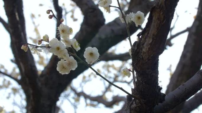 白梅花，日本东京小谷公园