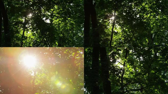 闪闪发光的阳光树树叶06