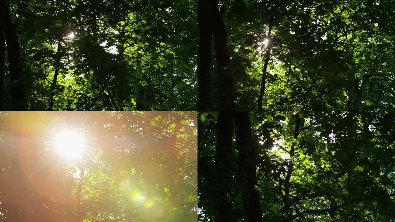 闪闪发光的阳光树树叶06