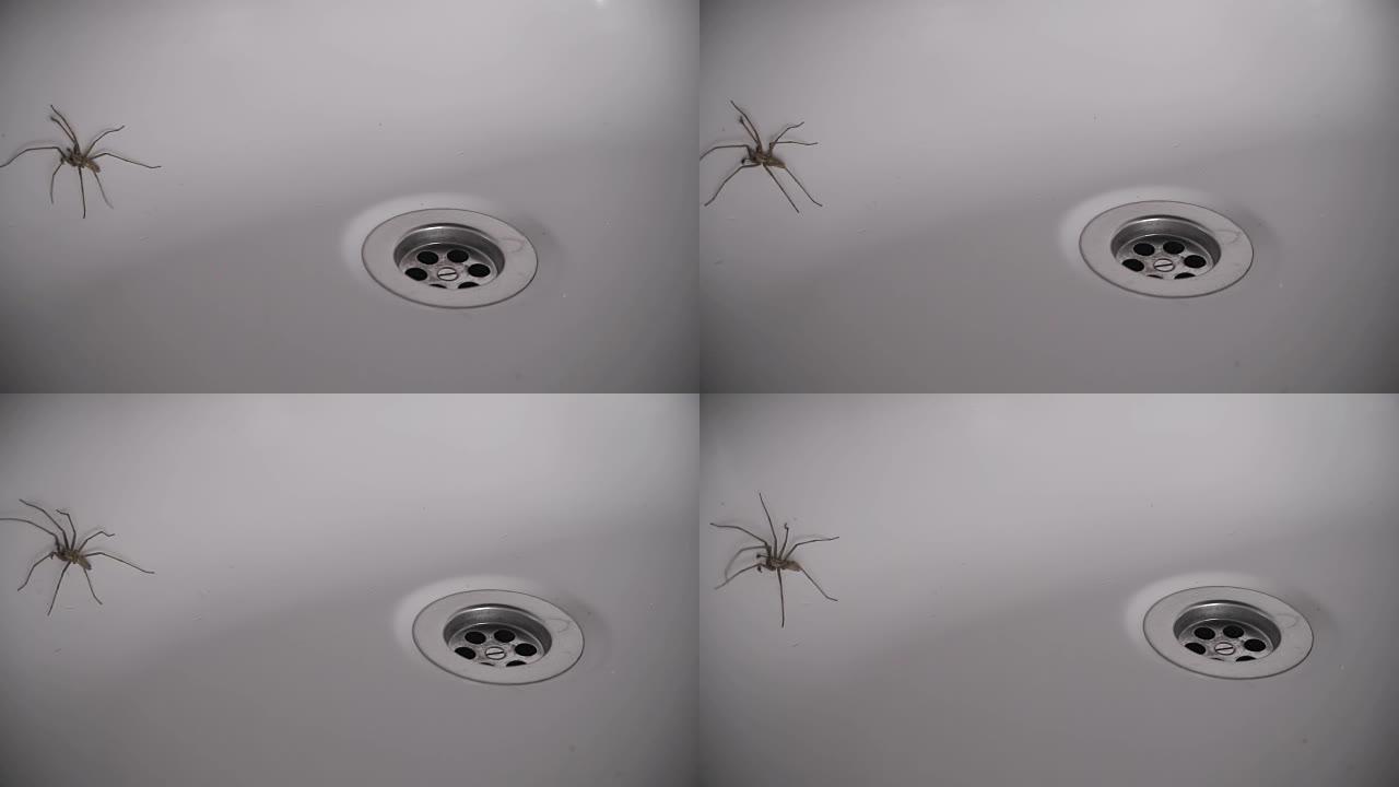 困在浴缸里的大房子蜘蛛