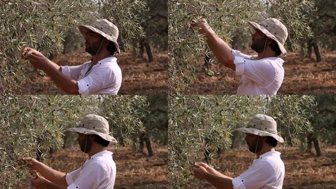 农民从树上采摘橄榄