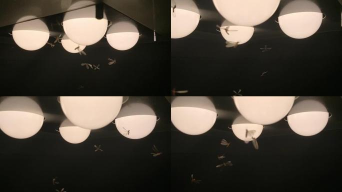 飞蛾白蚁和昆虫在玩耍，夜间在光线周围飞行