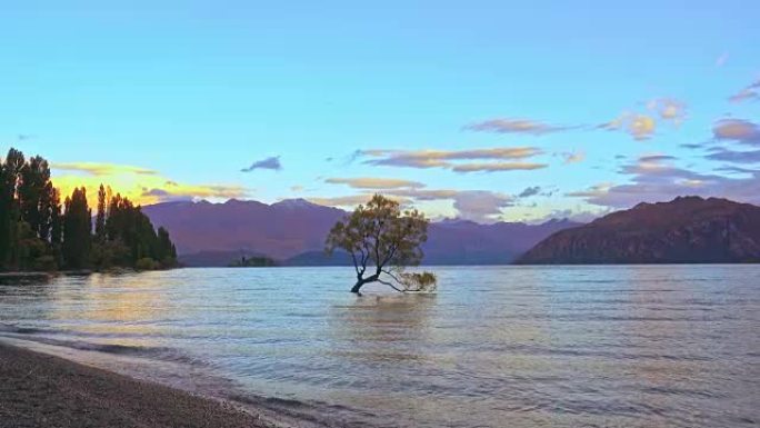 Wanaka Tree，Wanaka湖，新西兰