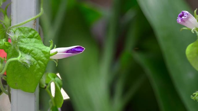 牵牛花盛开，延时