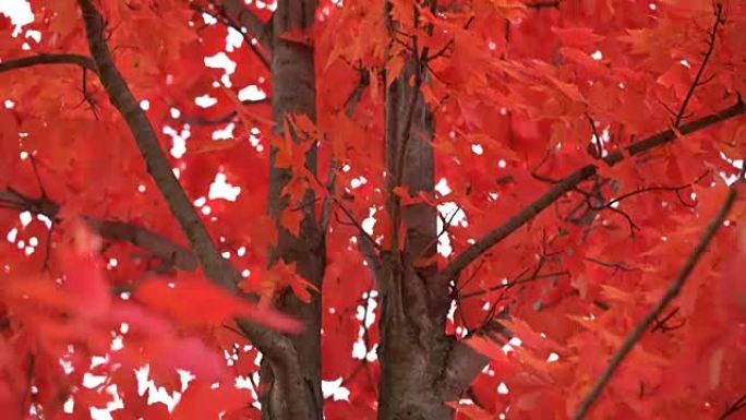 秋天美丽的鲜红树
