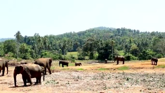 一群野生大象