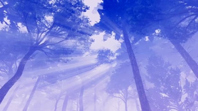 阳光和雾的松树低角度视图